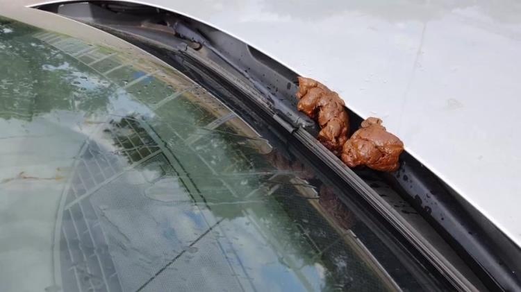 shit and piss in public on a car with Versauteschnukkis (2021 | FullHD)