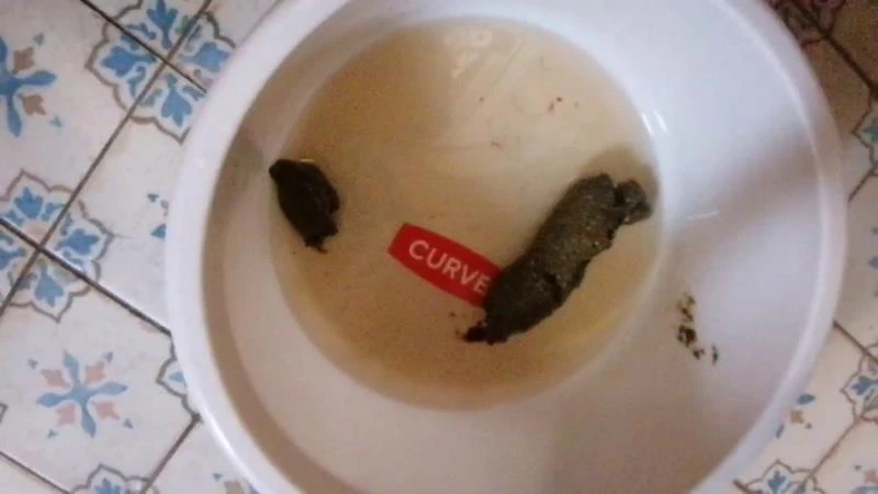 Bitchs Meal Shit P1